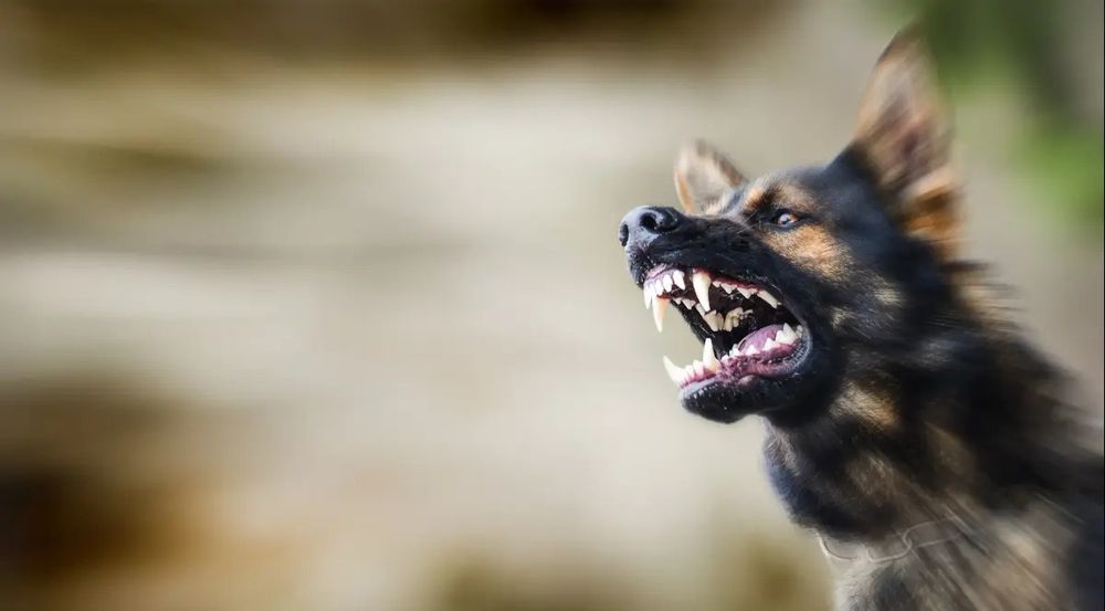 Chien atteint de rage renversé, puis a mordu des passants qui tentaient de le secourir